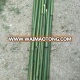 Green and dry bamboo poles